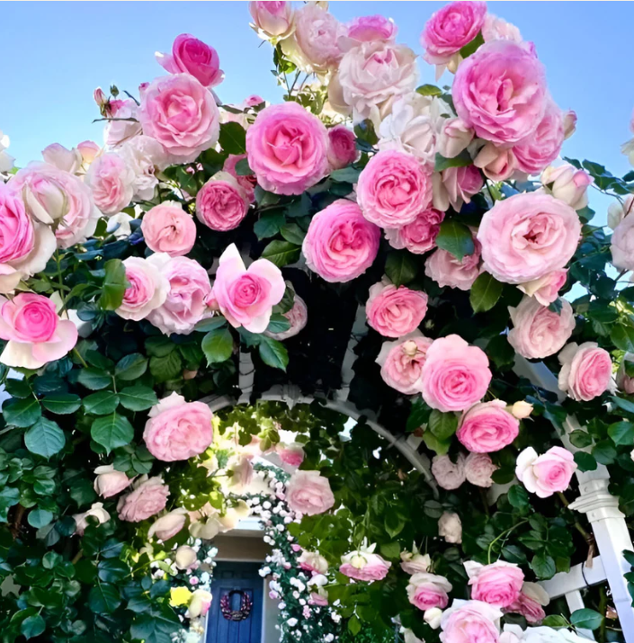Bougie Bazar™ PetalClimb Beautifiers – Natural Wall Charm