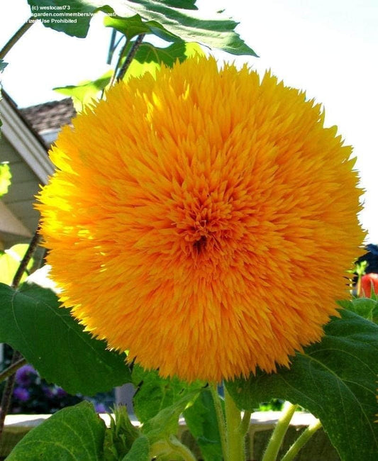 20 Pcs Sunflower Organic Seeds Pack of 1