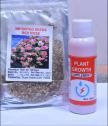 Bougie Bazar™ PetalClimb Beautifiers – Natural Wall Charm